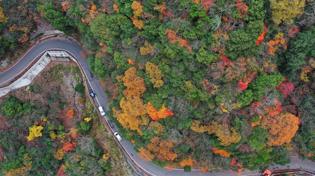 The valley is a famous travelling spot in Tokushima and the colourful autumn leaves attracted me to visit it.