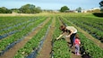 A strawberry field with rows of plants and a person and child harvesting strawberries.