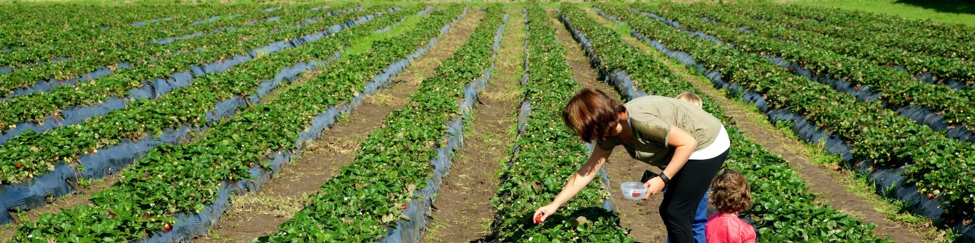 Campo de fresas con hileras de plantas y una persona y un niño cosechando fresas.