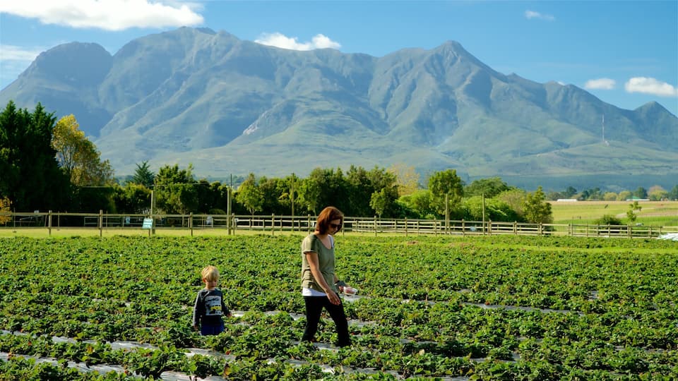 A strawberry field with mountains in the background.