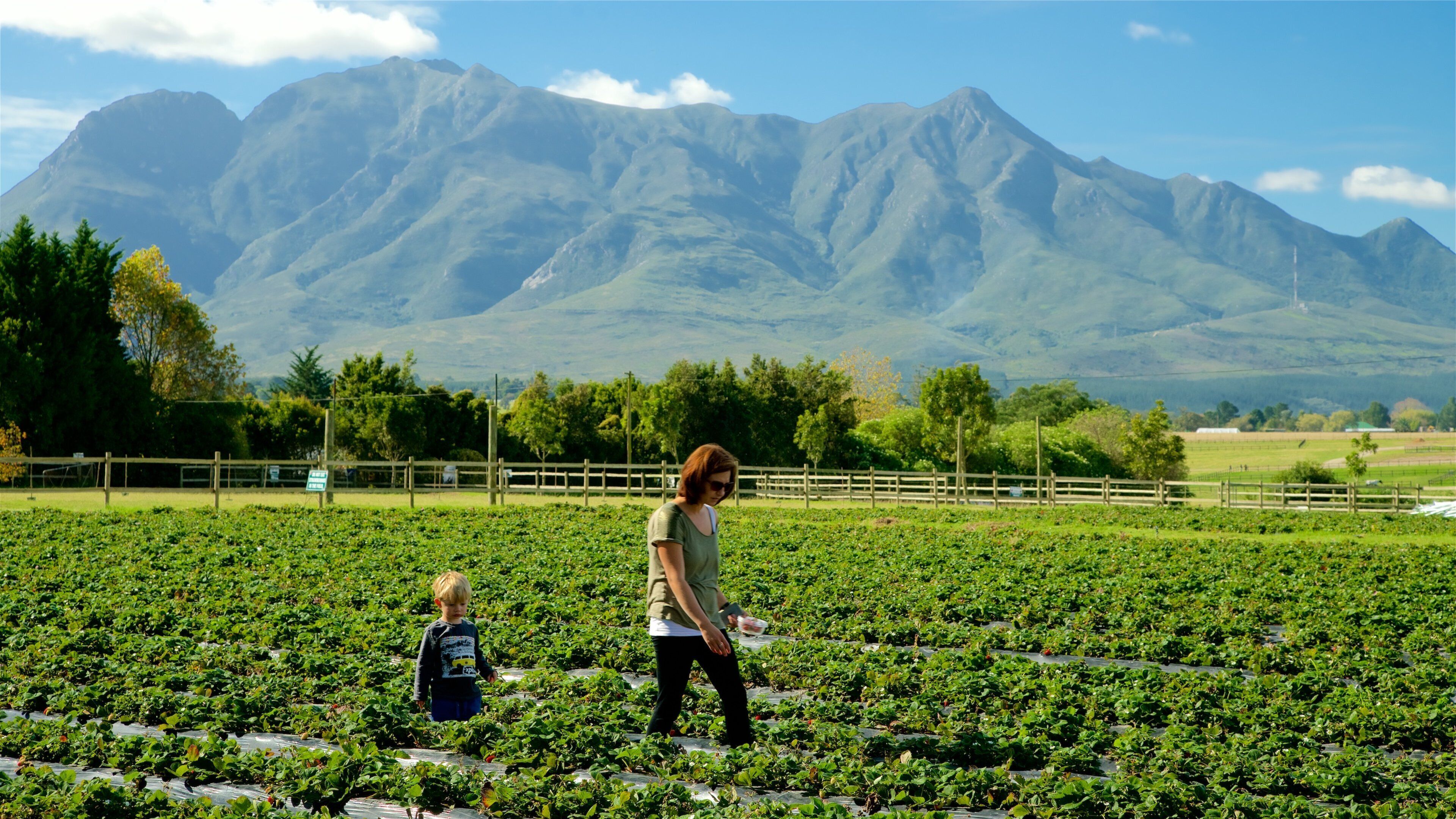 A strawberry field with mountains in the background.