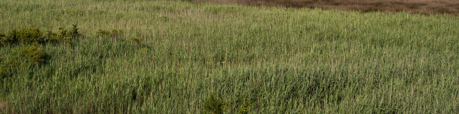 Private jetty providing access to Pimlico Sound on Outer Banks