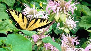 Jacobsburg is one of my favorite places in Nazareth. Great hiking trails!