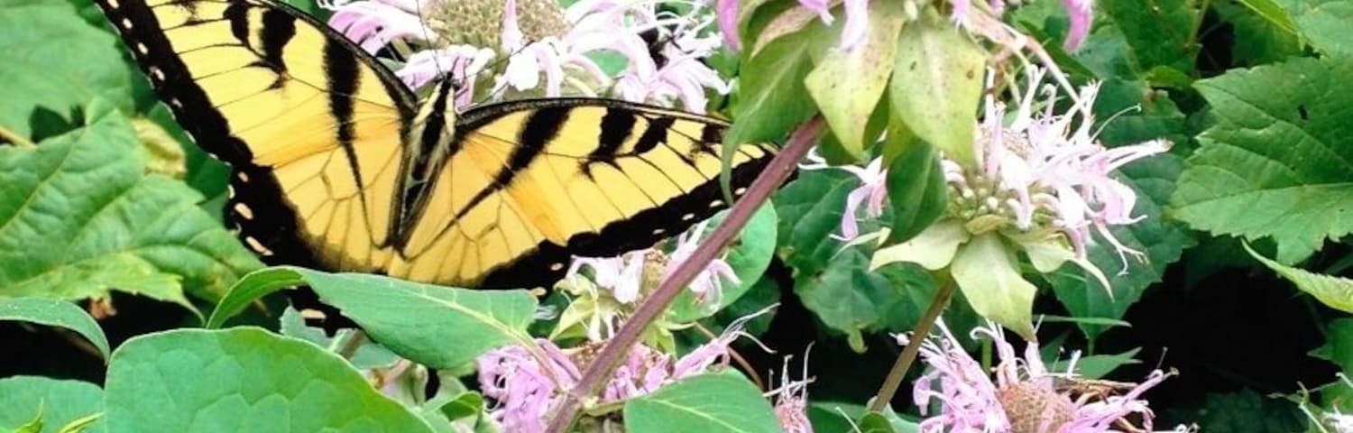 Jacobsburg is one of my favorite places in Nazareth. Great hiking trails!