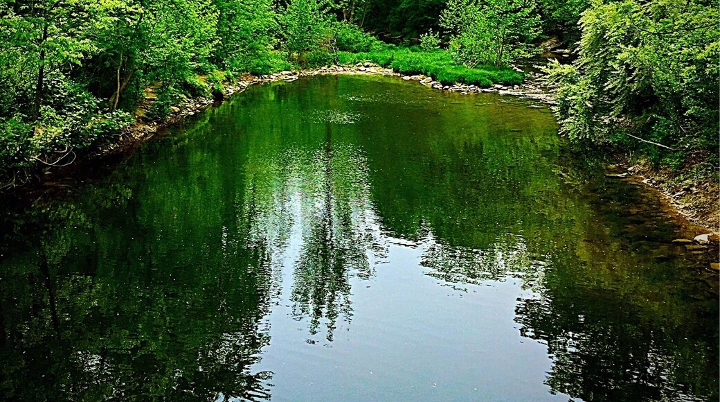 Love this place. It's so peaceful and quite and the trails make you feel like you're lost in ferngully #green