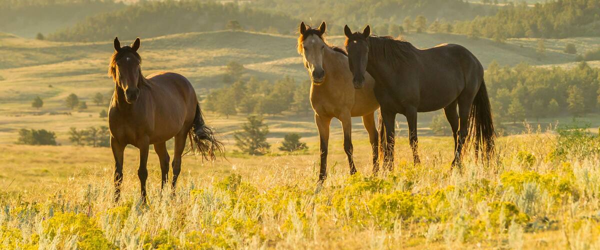 USA, South Dakota, Wild Horse Sanctuary. Wild horses in field. Credit as: Cathy & Gordon Illg / Jaynes Gallery / DanitaDelimont.com