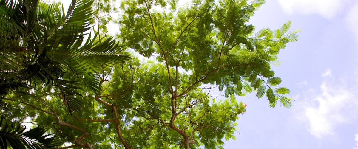 The Retreat Garden National Park showing a garden