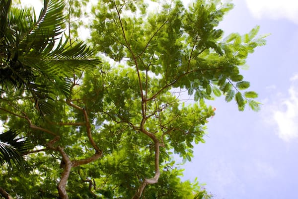 The Retreat Garden National Park das einen Park