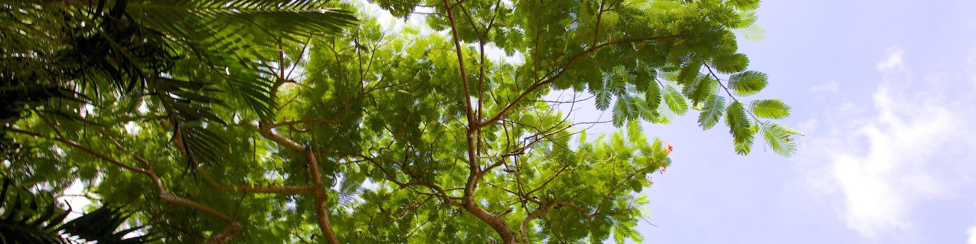 The Retreat Garden National Park showing a garden