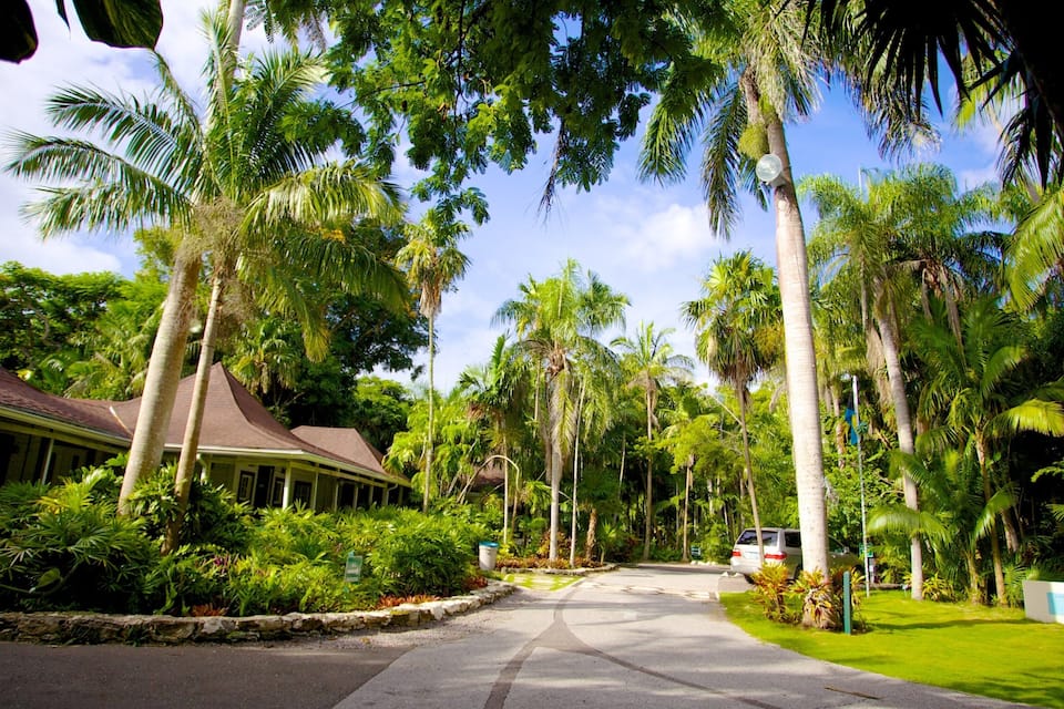 A tropical resort with palm trees, a building with a brown roof, and a paved road.