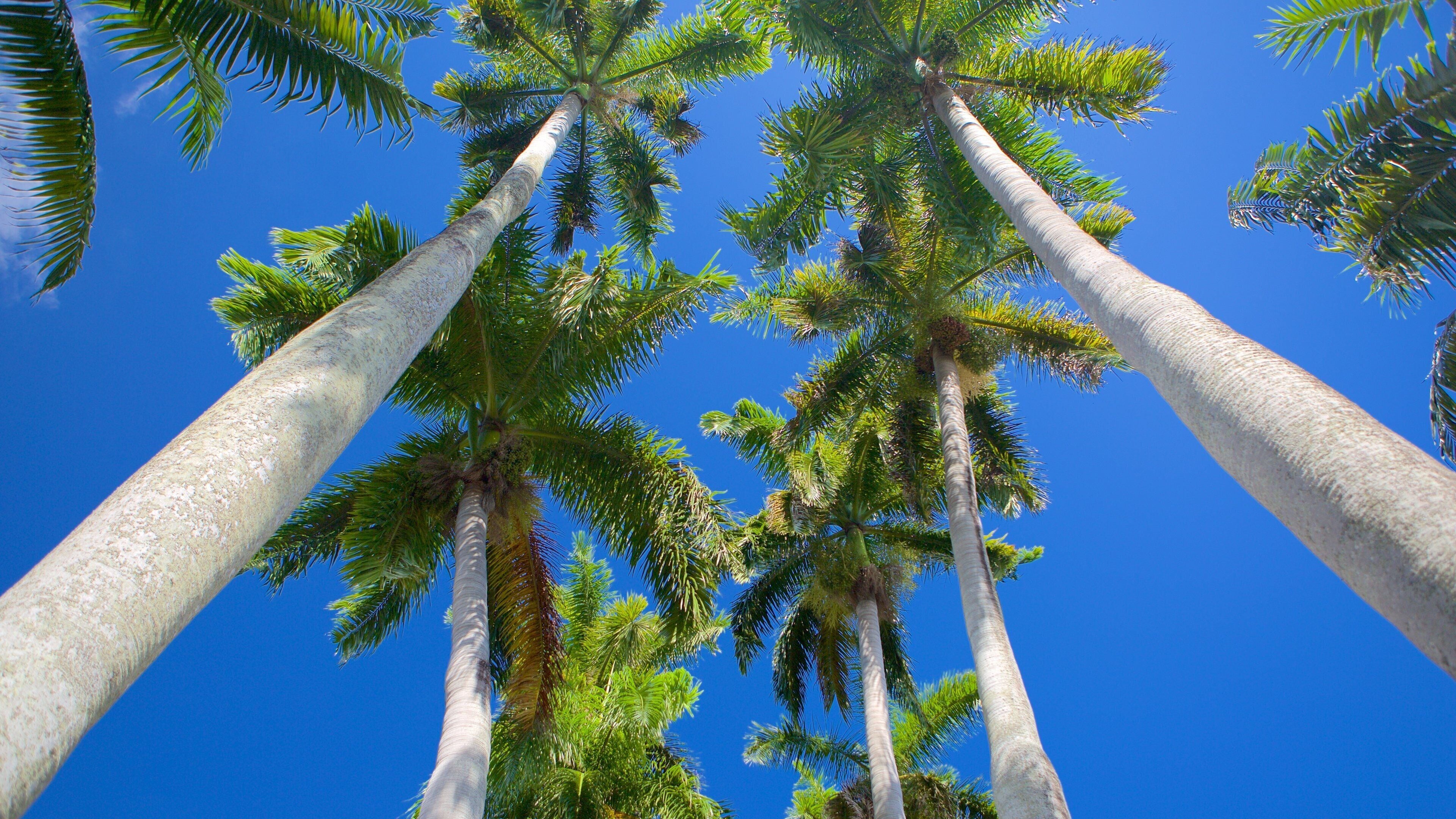 Cénotaphe qui includes scènes tropicales