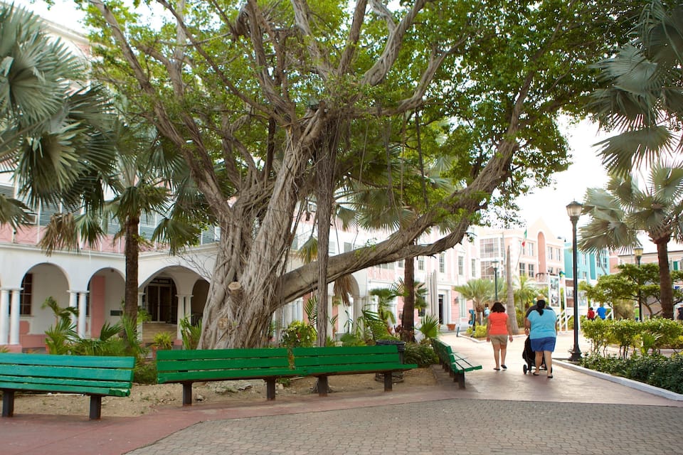A park with green benches, palm trees, and a paved walkway.