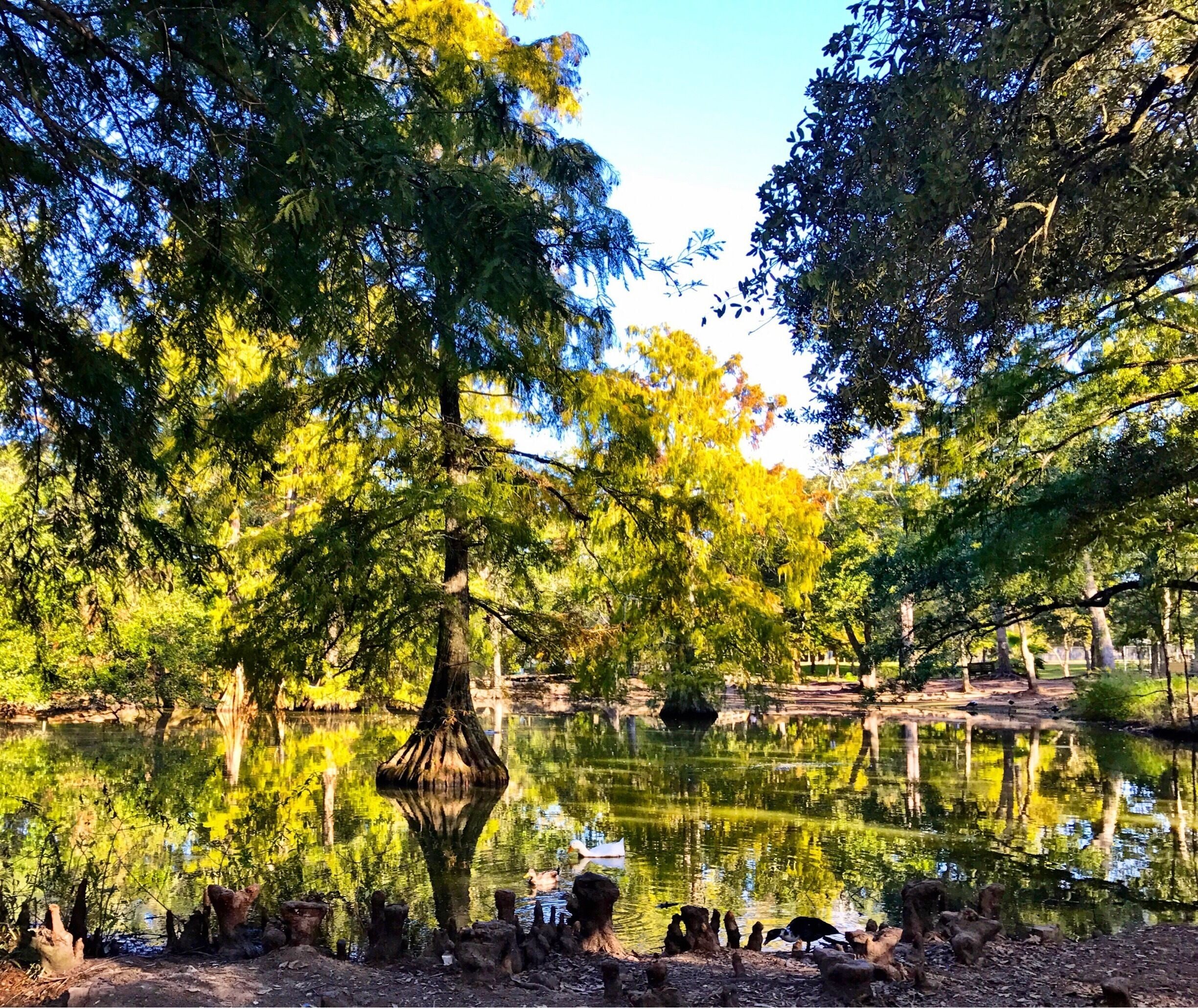 Cypress trees in a pond in the Park
#Green