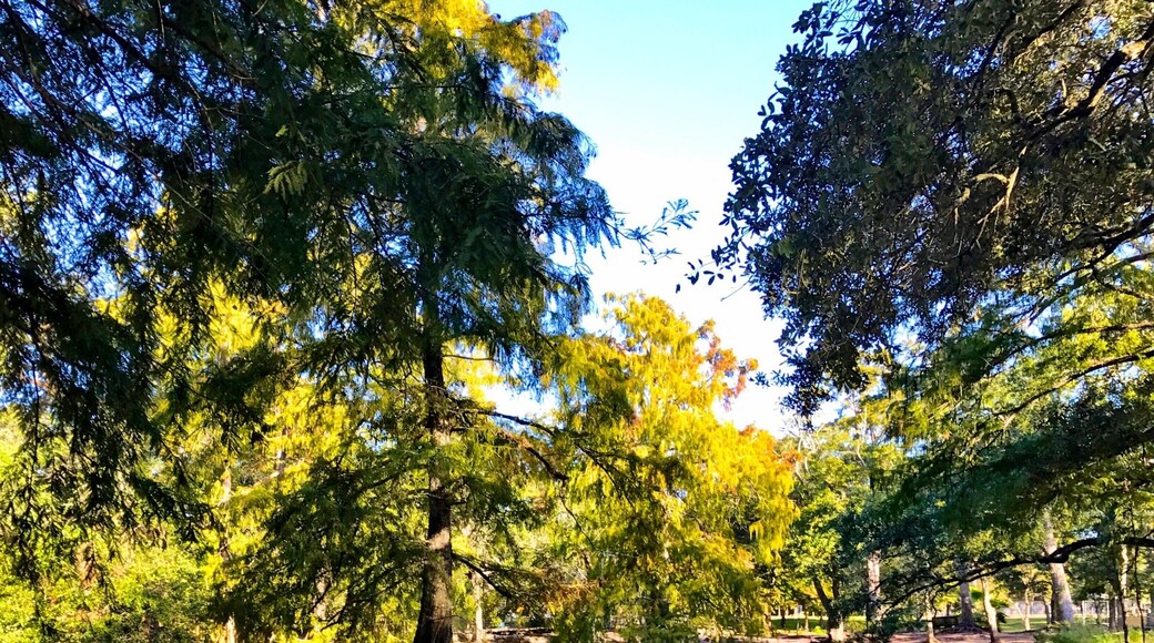 Cypress trees in a pond in the Park
#Green