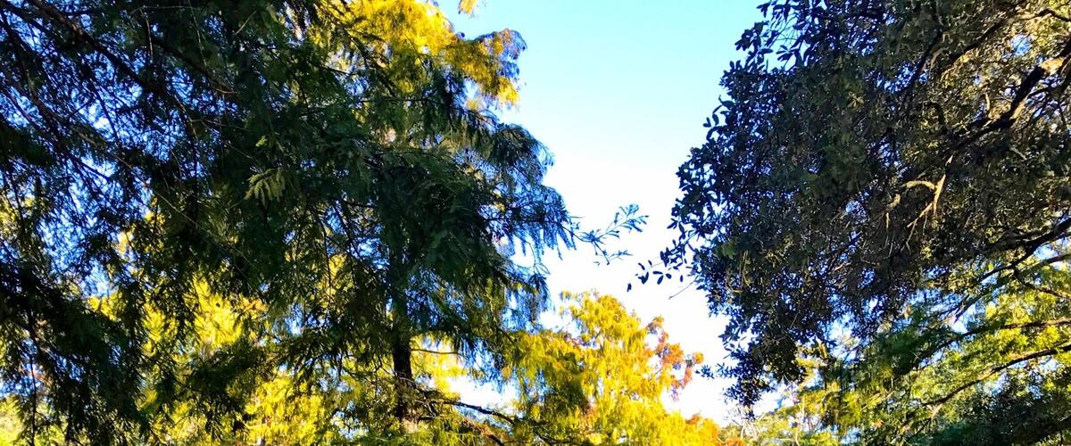 Cypress trees in a pond in the Park
#Green