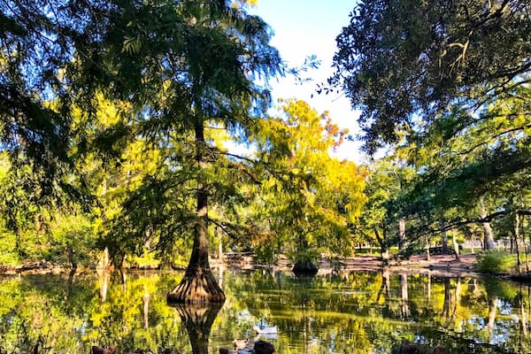 Cypress trees in a pond in the Park
#Green