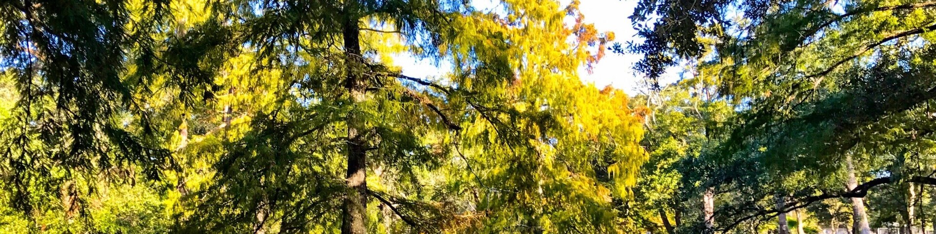 Cypress trees in a pond in the Park
#Green