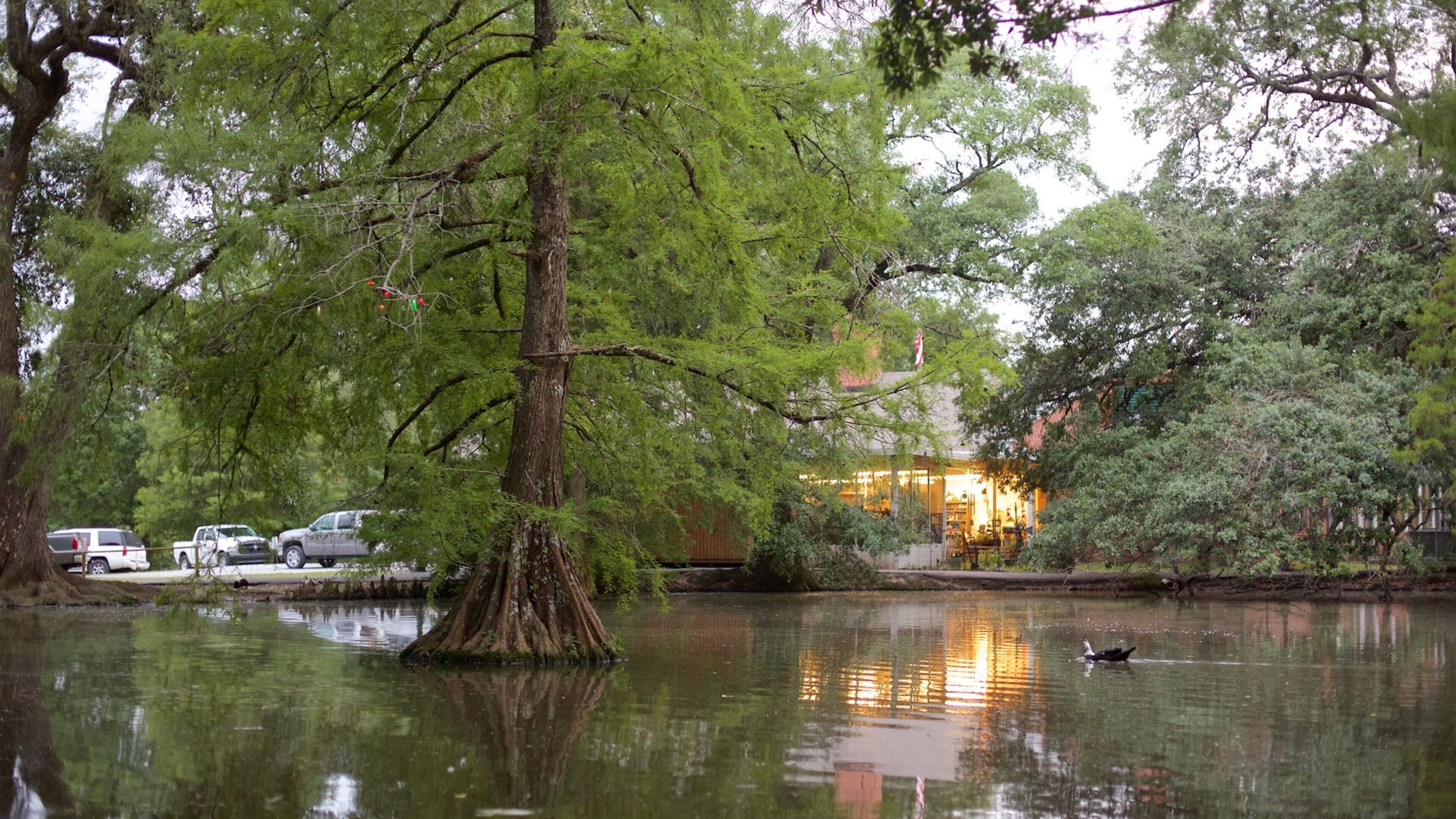 A serene pond with a large tree in the center, surrounded by lush greenery and a building with lights in the background.