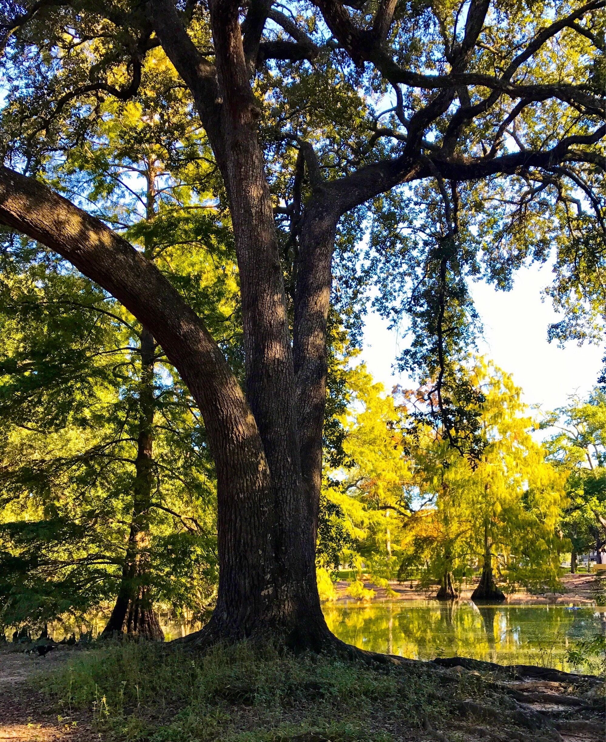 An old oak tree on a morning walk
#green