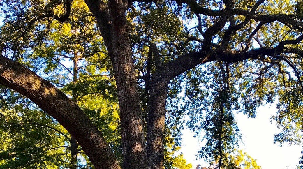 An old oak tree on a morning walk
#green