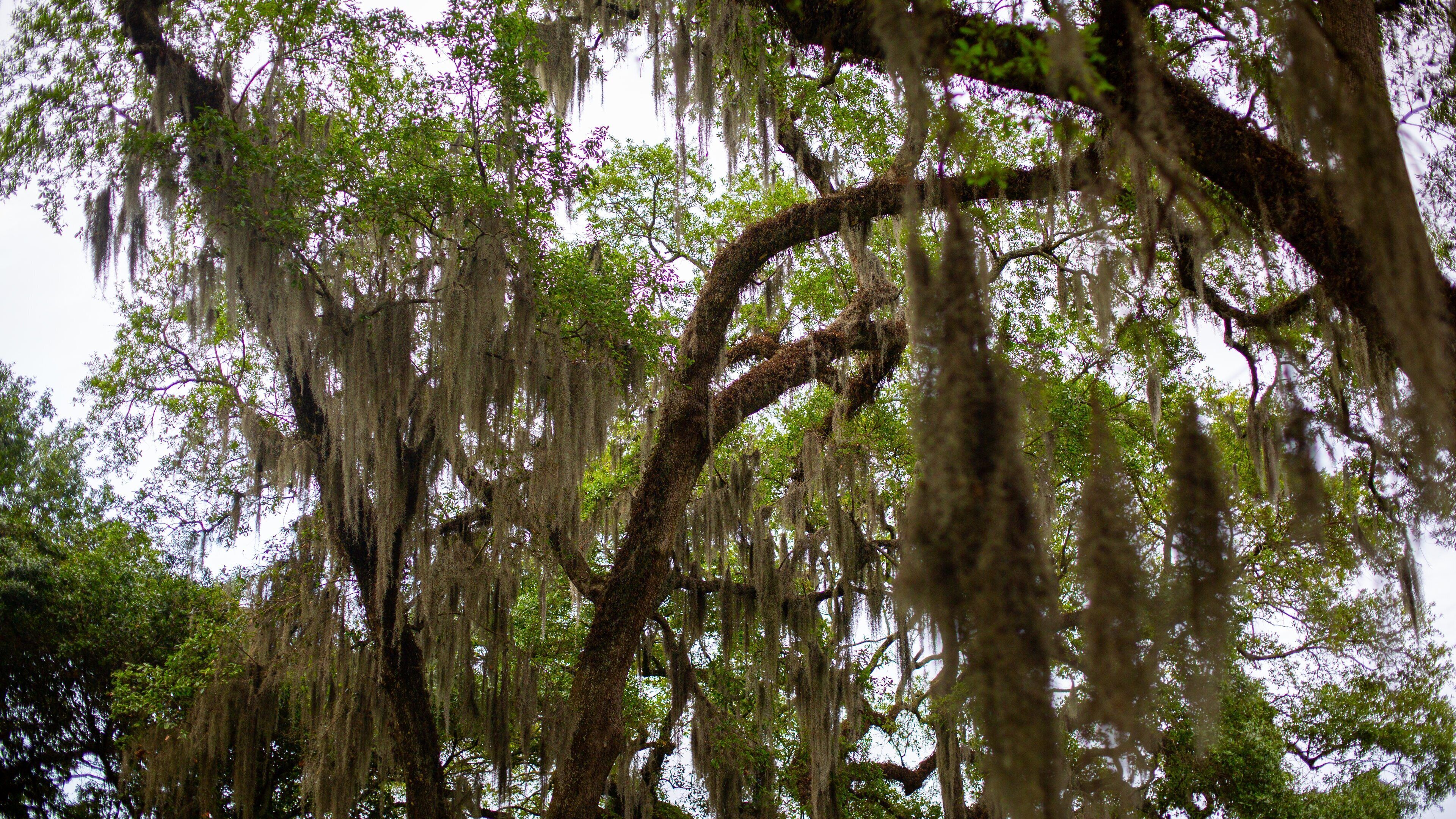 New Iberia featuring a park