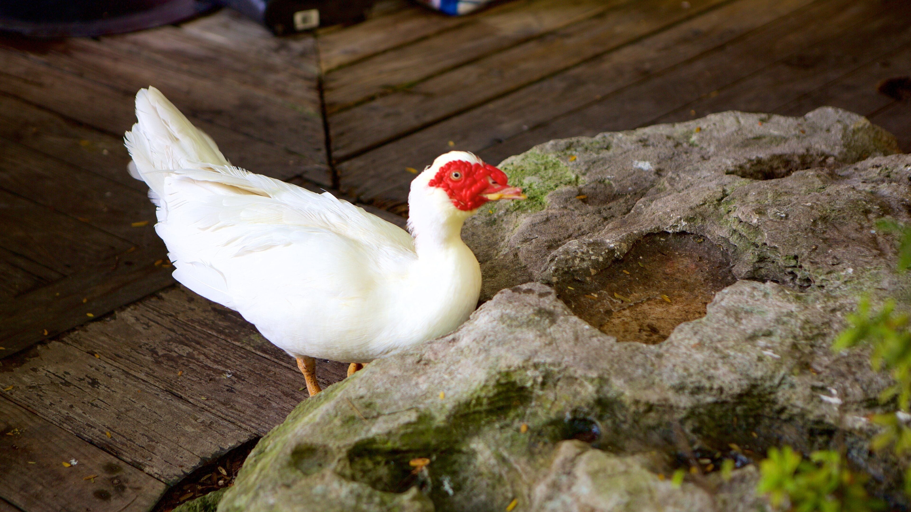 Garden of the Groves showing bird life