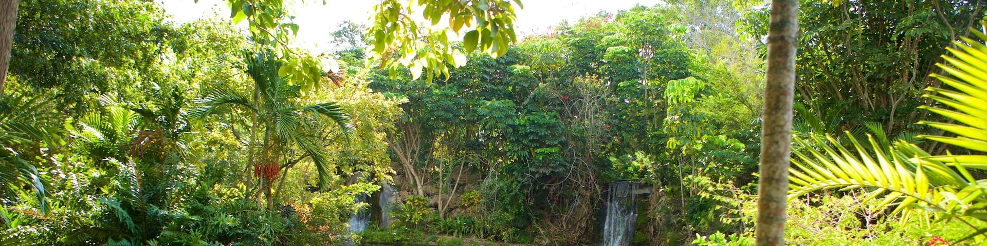 Garden of the Groves featuring a lake or waterhole and rainforest