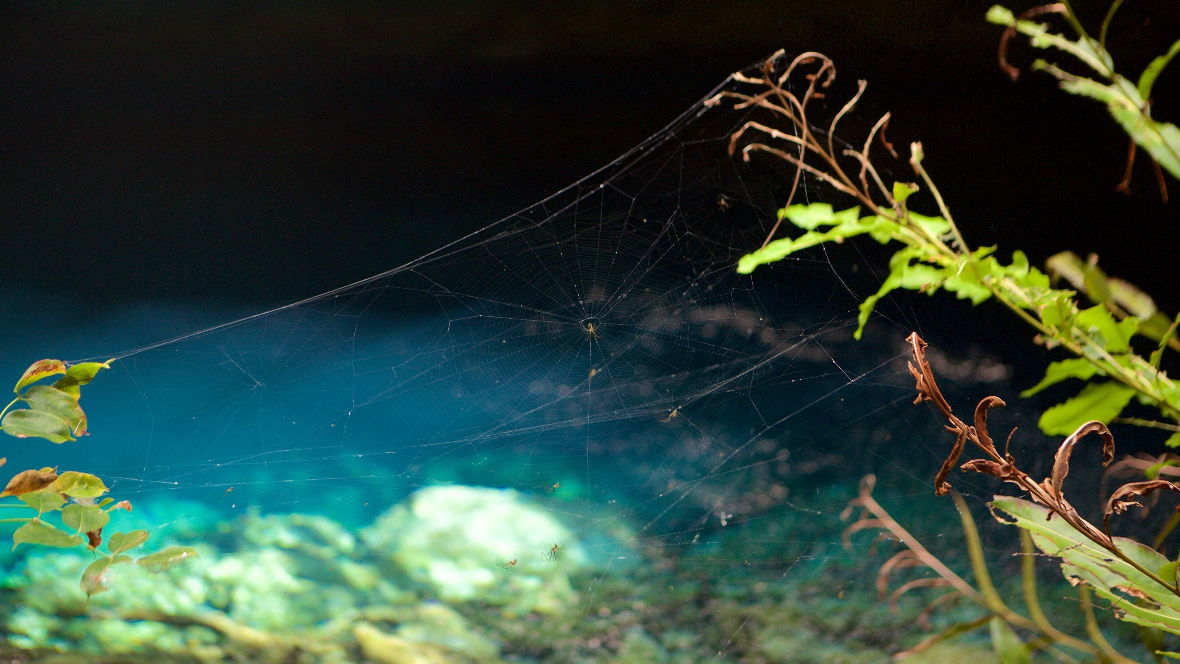 Ben\'s Cave fasiliteter samt dyr