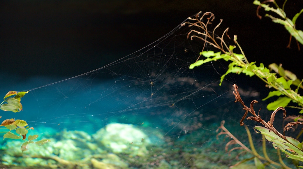 Ben\'s Cave fasiliteter samt dyr