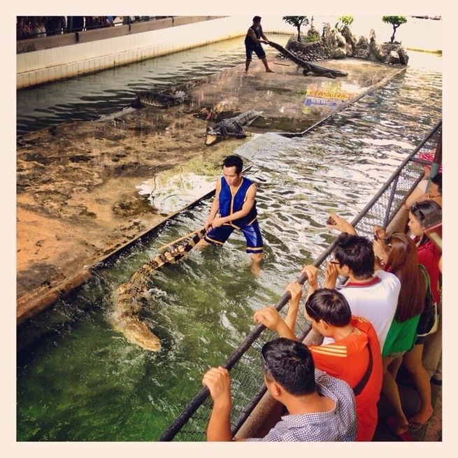 Crocodile Show #crocodile #thailand #elephant #samphran #bangkok
