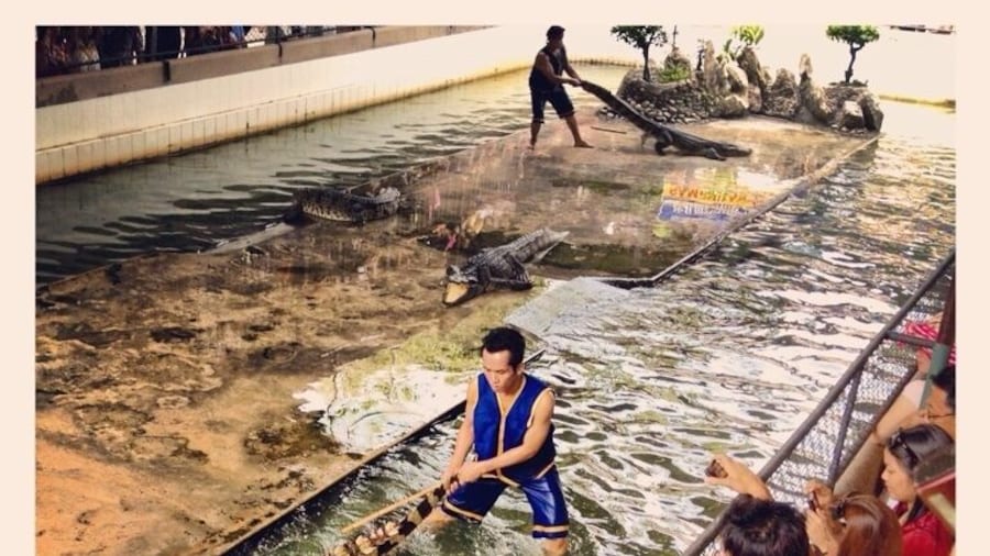 Crocodile Show #crocodile #thailand #elephant #samphran #bangkok