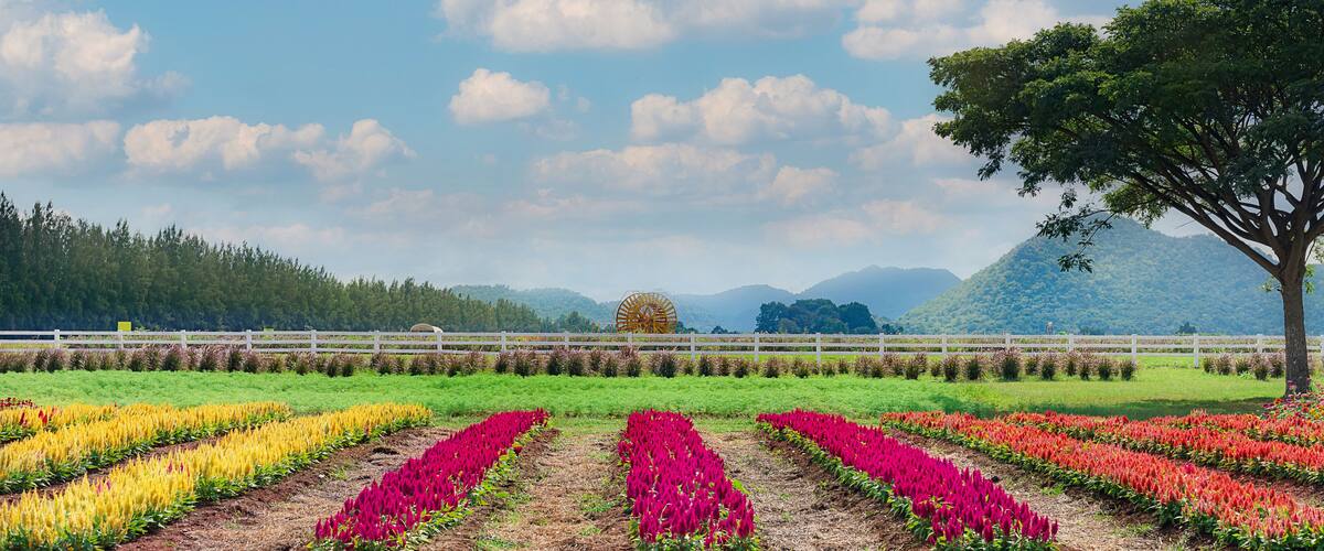 A Stunning Vibrant Landscape in Chok Chai Farm, Khao Yai, Thailand.