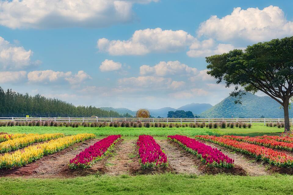 A flower field with rows of yellow and pink flowers, a large tree, and a white fence.