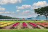 A Stunning Vibrant Landscape in Chok Chai Farm, Khao Yai, Thailand.