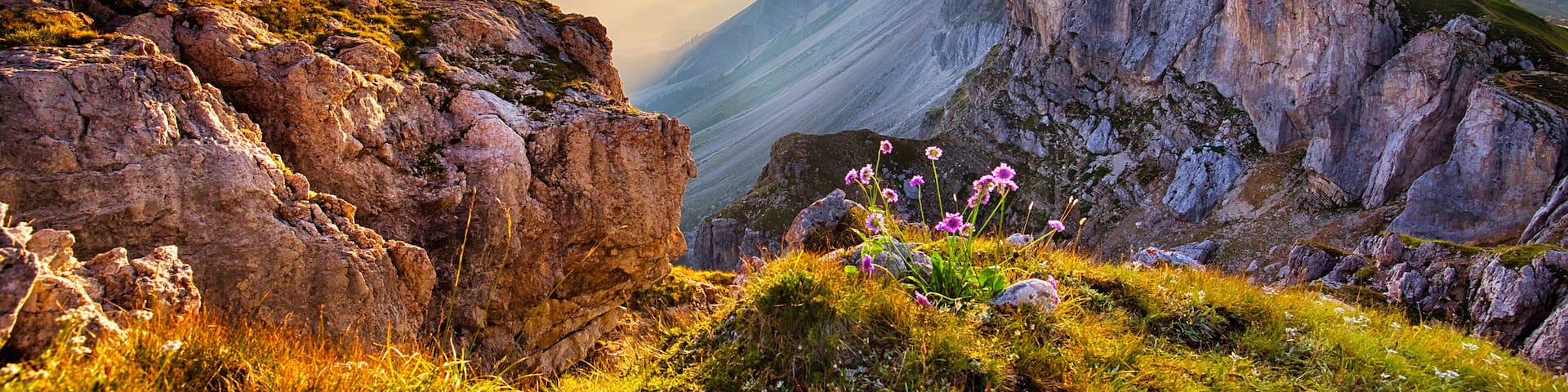 Amazing view on Seceda peak. Trentino Alto Adige, Dolomites Alps, South Tyrol, Italy, Europe. Odle mountain range, Val Gardena. Majestic Furchetta peak. Purple flowers in the morning sunlight.