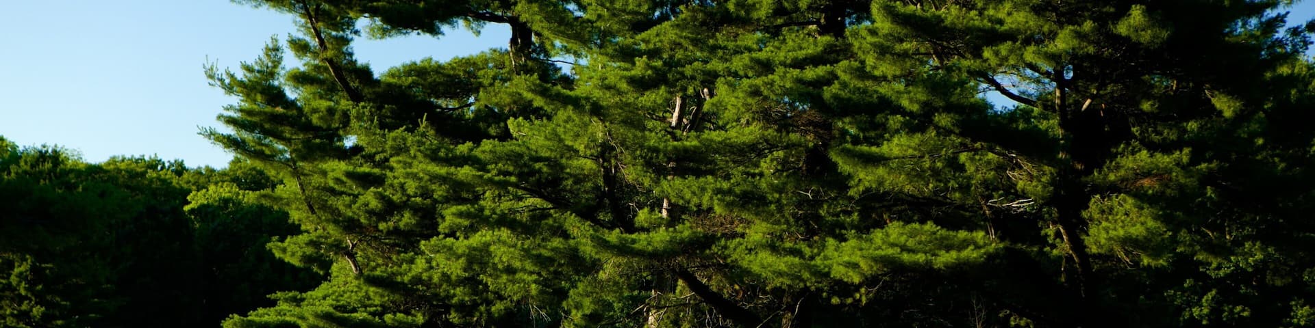 Barrie Arboretum at Sunnidale Park montrant un parc