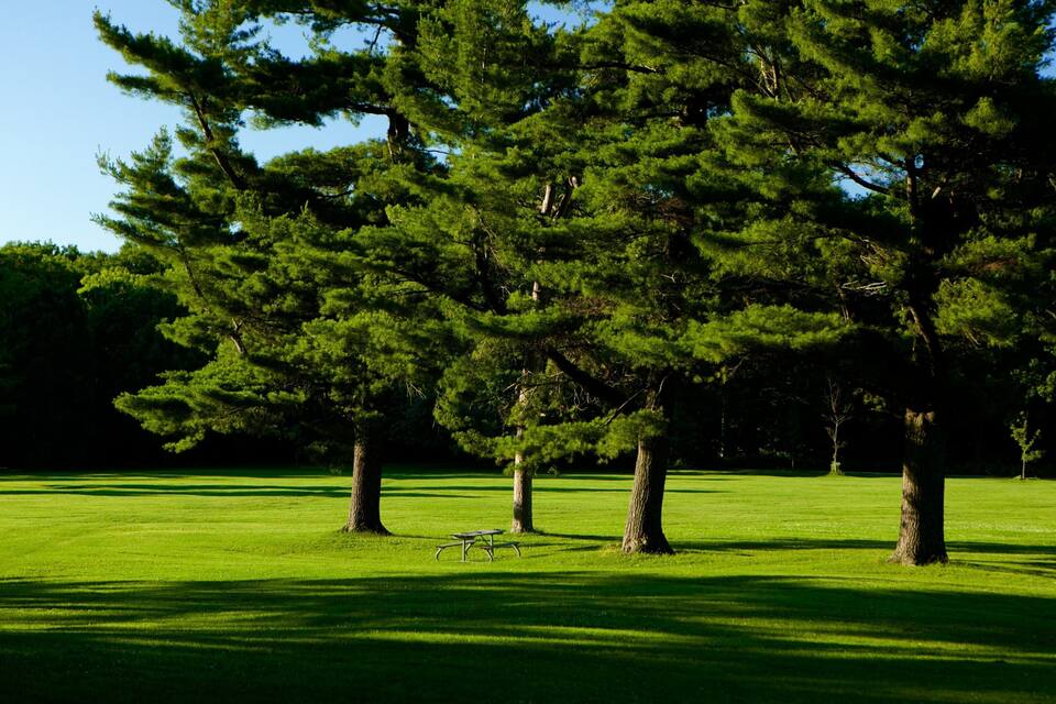 A park with a picnic table and several large trees.
