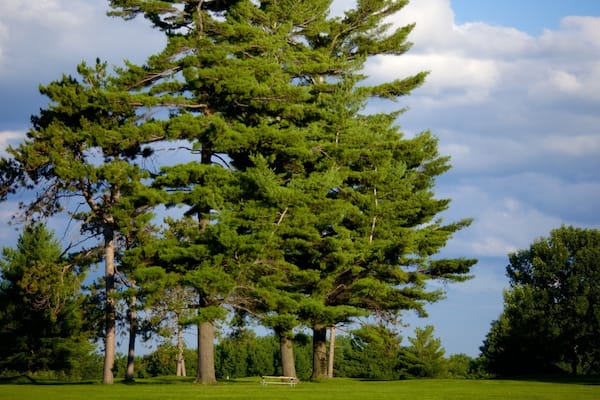 Barrie Arboretum at Sunnidale Park que incluye un jardín