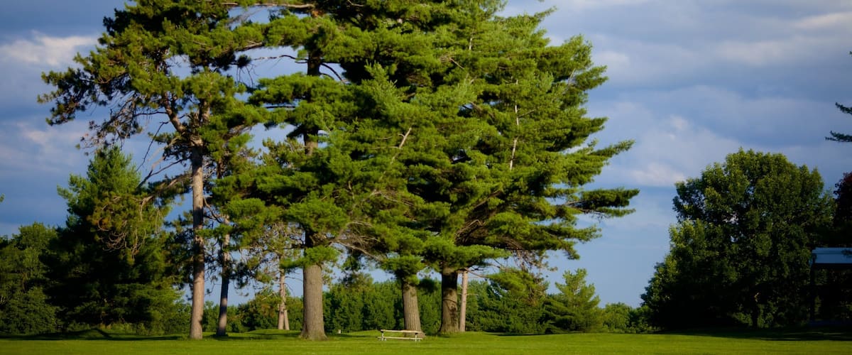 A large pine tree in a grassy field with a picnic table.