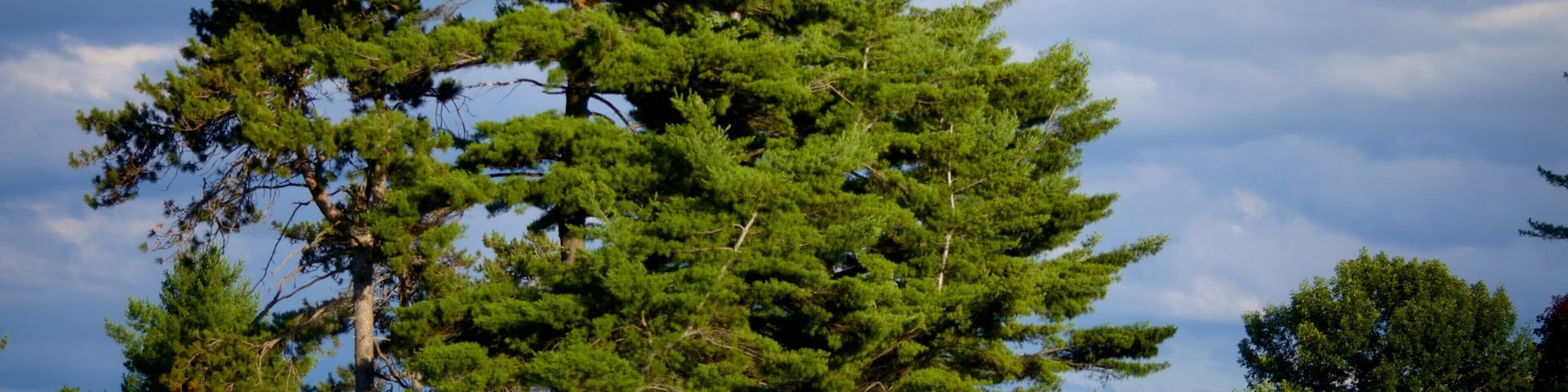 A large pine tree in a grassy field with a picnic table.