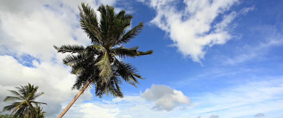 A beach with palm trees and a clear sky.