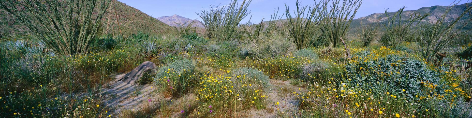 Panoramic view of Desert Lillies, Ocotillo and flowers in spring fields of Coyote Canyon in Anza-Borrego Desert State Park, California