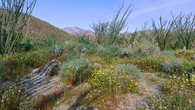 A desert landscape with yellow wildflowers, green shrubs, and a mountain range in the background.
