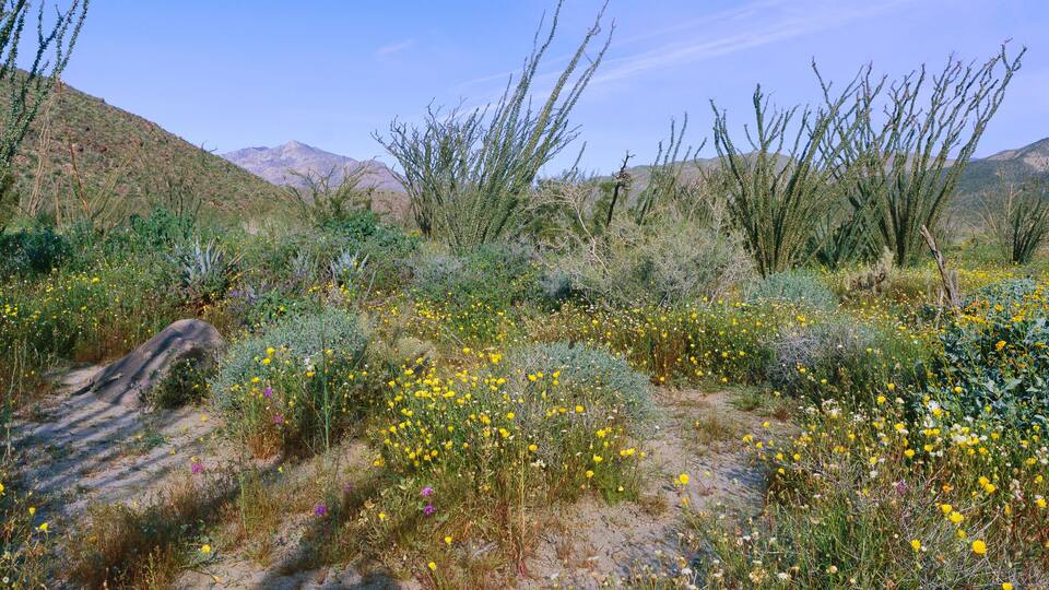 A desert landscape with yellow wildflowers, green shrubs, and a mountain range in the background.