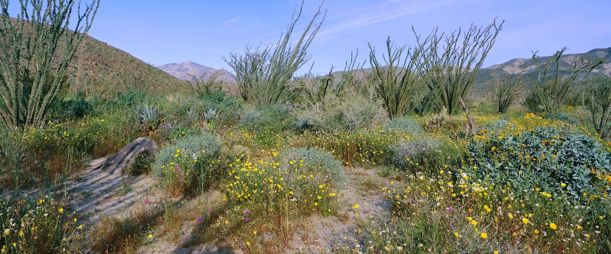 A desert landscape with yellow wildflowers, green shrubs, and a mountain range in the background.