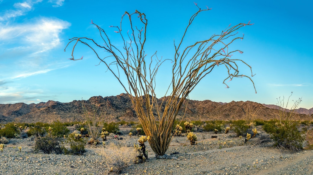 Ocotillo