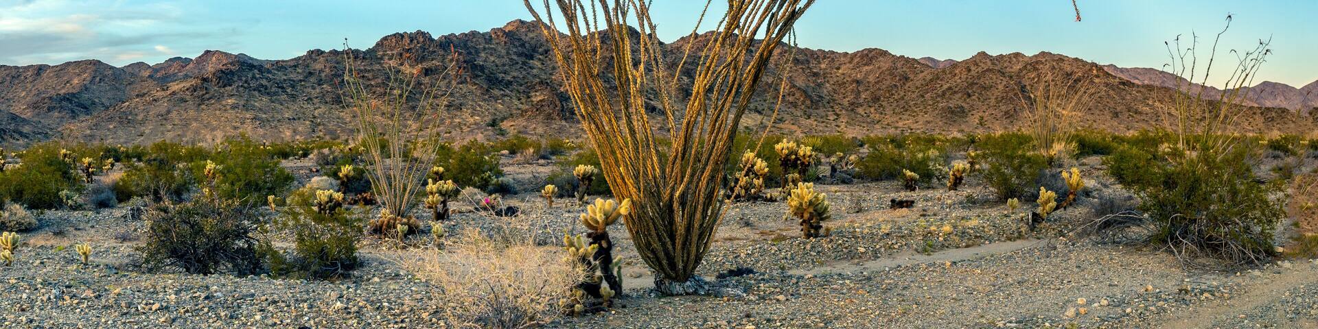 A desert landscape with a prominent saguaro cactus in the foreground and a mountain range in the background.