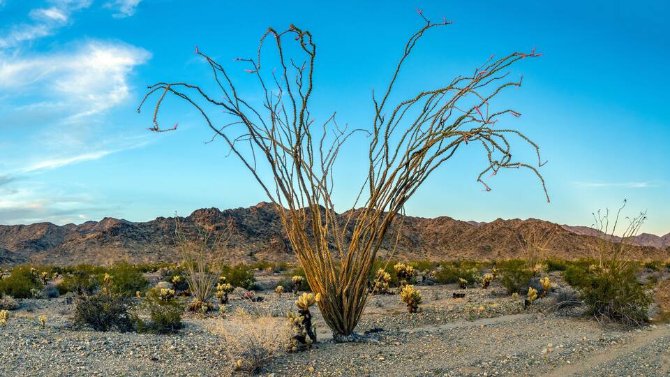 A desert landscape with a prominent saguaro cactus in the foreground and a mountain range in the background.