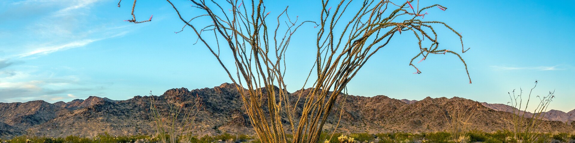 A desert landscape with a prominent saguaro cactus in the foreground and a mountain range in the background.