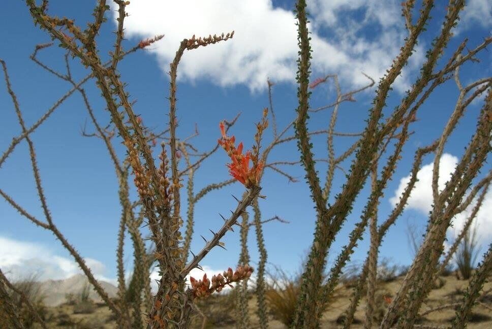 The most amazing blooms in the desert are happening right now. Don't miss the Super Bloom 2016. http://www.scientificamerican.com/video/death-valley-super-bloom-is-a-rare-desert-wildflower-show/ 